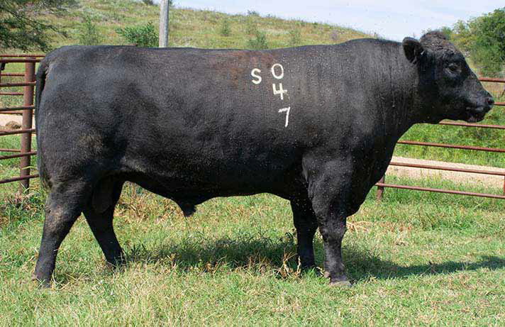 Green Garden Angus Farm ranked ninth in state registrations | Ellsworth ...