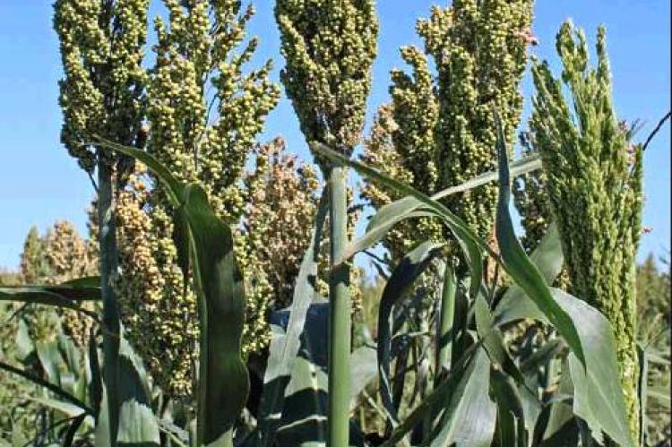 Area harvest sputters to start