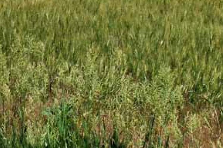 It’s June. Wheat harvest can’t be far away
