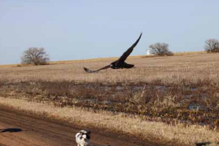 Prairie Gliders
