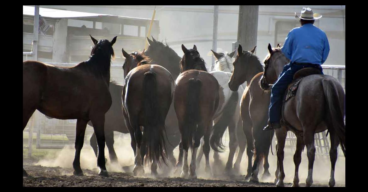 Rodeo stock horses kick up dust as they get some exercise in the rodeo arena prior to the August 2025 El-Kan Western Riders Rodeo in Ellsworth as part of the 2025 Cowtown Days. File photos by CATHERINE DOUD/Ellsworth County Independent-Reporter