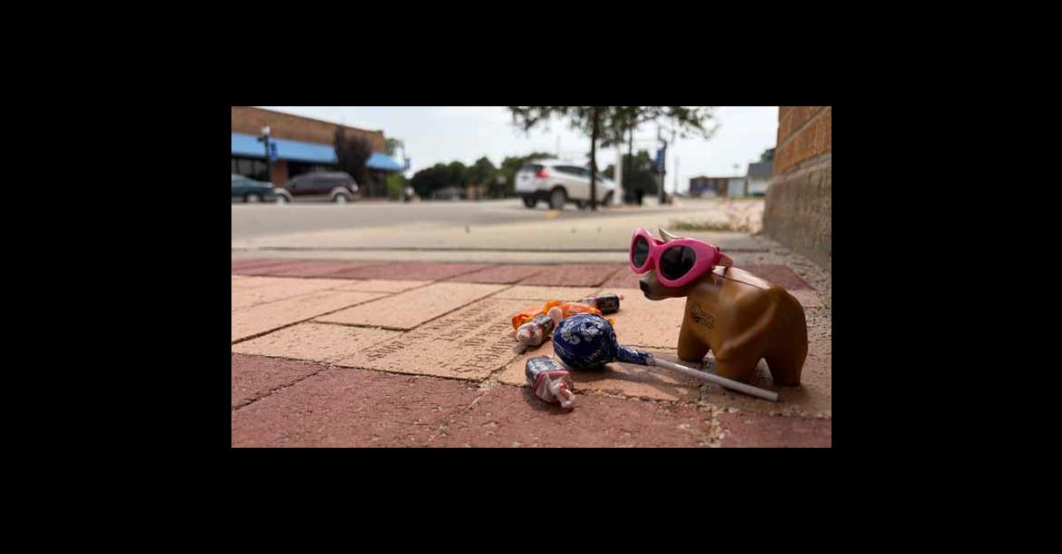 One of 20 miniature cows strolls the streets downtown, as part of the Cowtown Scavenger Hunt. The hunt, coordinated by the Ellsworth Co-op, concludes Friday. Courtesy photo