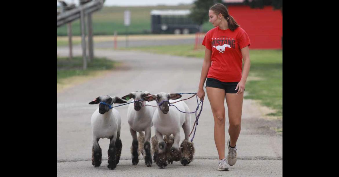 Wilson Winners 4-H Club member Lauren Brokes walks her sheep at the fairgrounds July 21 during the Ellsworth County Fair. Photos by KAREN BONAR/Ellsworth County Independent-Reporter