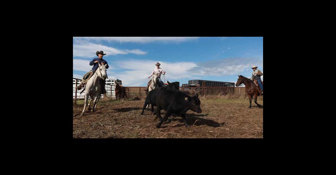 John Kueser, John Donley and Owen Donley sort calves after separating them from their mothers.