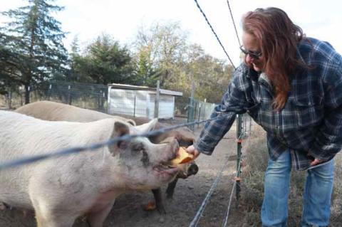 Heather McClendon feeds a slice of pumpkin to her pig, Loretta, Monday morning in rural Wilson. She picks up donated pumpkins at the American Legion and feeds them to her livestock. KAREN BONAR/Ellsworth County Independent-Reporter