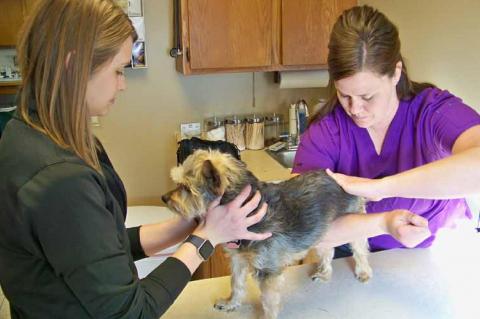 Vet reaches back in time to treat hospital’s four-legged patients