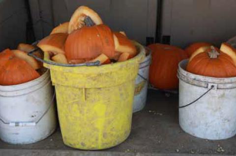 McClendon cuts some of the donated pumpkins to feed her animals.